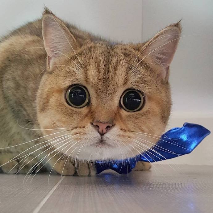 大圆脸大圆眼这猫怎么样