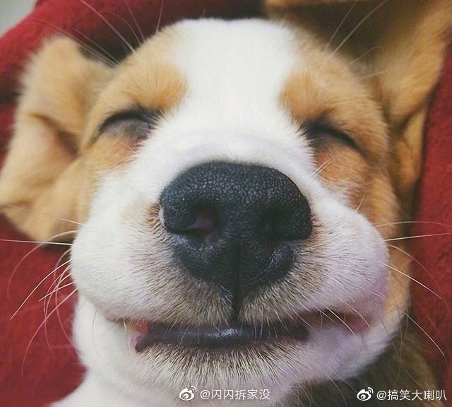 大耳朵图钉:狗狗们的大头照,感觉萌度加倍了!太治愈了~搞笑