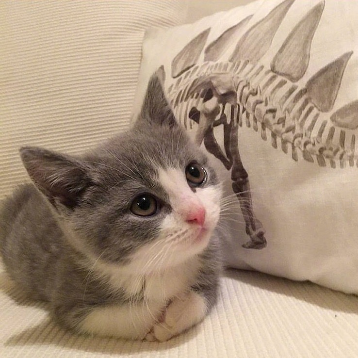 这波喵星人合集,你们喜欢吗?