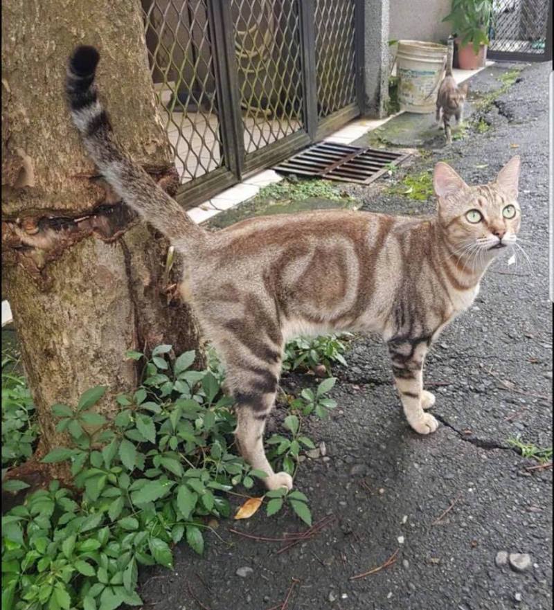 这猫身上的花纹 Jrs怎么看 虎扑