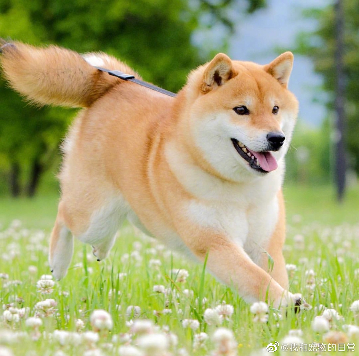 柴狗子开心奔跑着大家怎么看