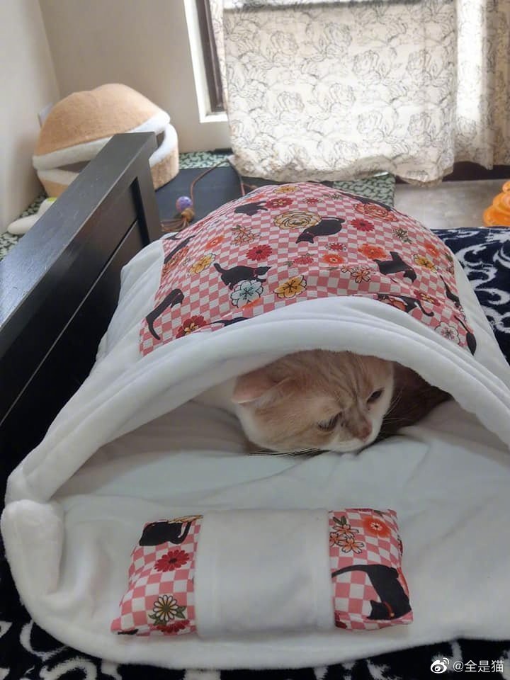 喜欢钻被窝的猫