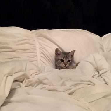 这波躲在被窝里睡觉的猫什么水平