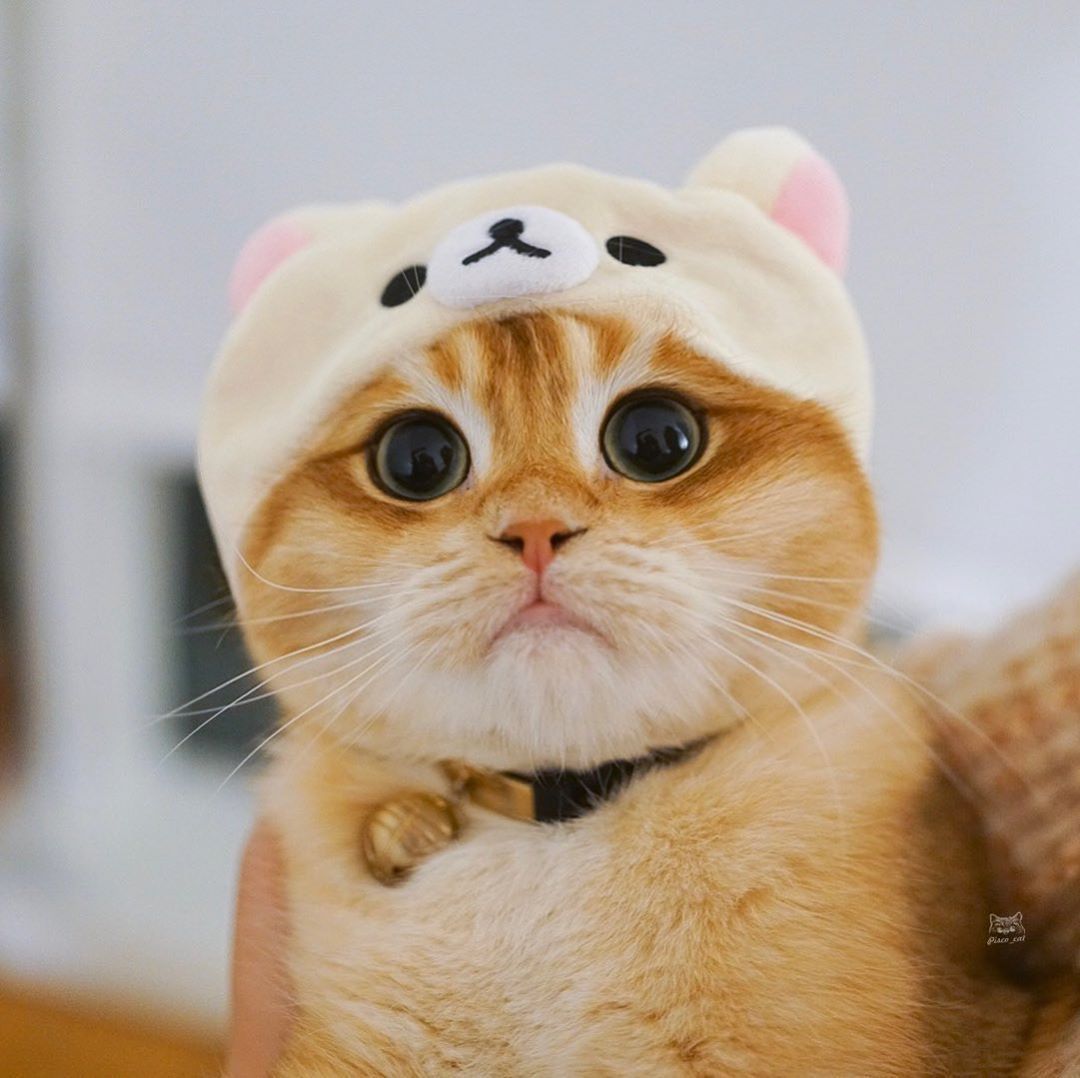 圆脸猫真的是可爱到为所欲为啊