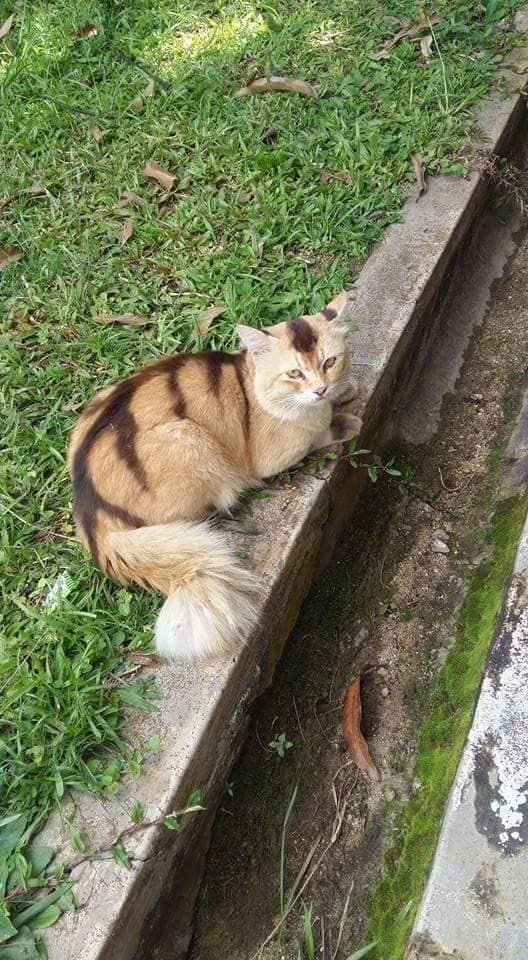 这种花色的猫 感觉像面包 虎扑