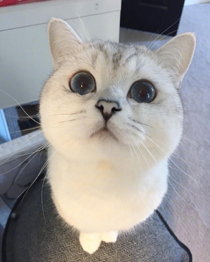 毛茸茸的大眼猫家人们想不想拥有一只