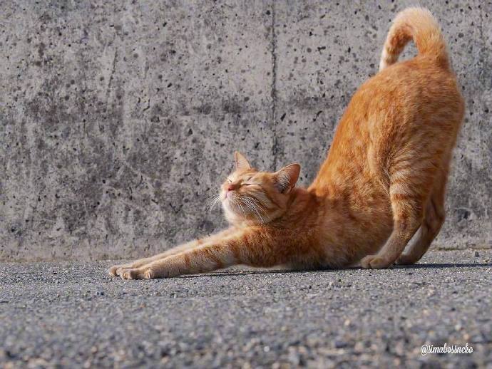 小动物们伸懒腰这造型兄弟们怎么看