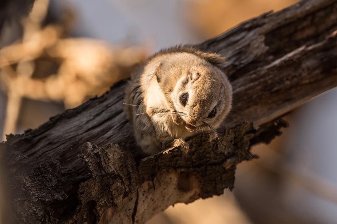 俄罗斯飞鼠,眼睛大而醒目,被毛的翼膜展开时可以在相距百米的树木之间