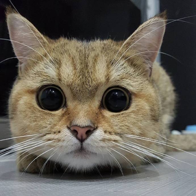 大圆脸大圆眼这猫怎么样