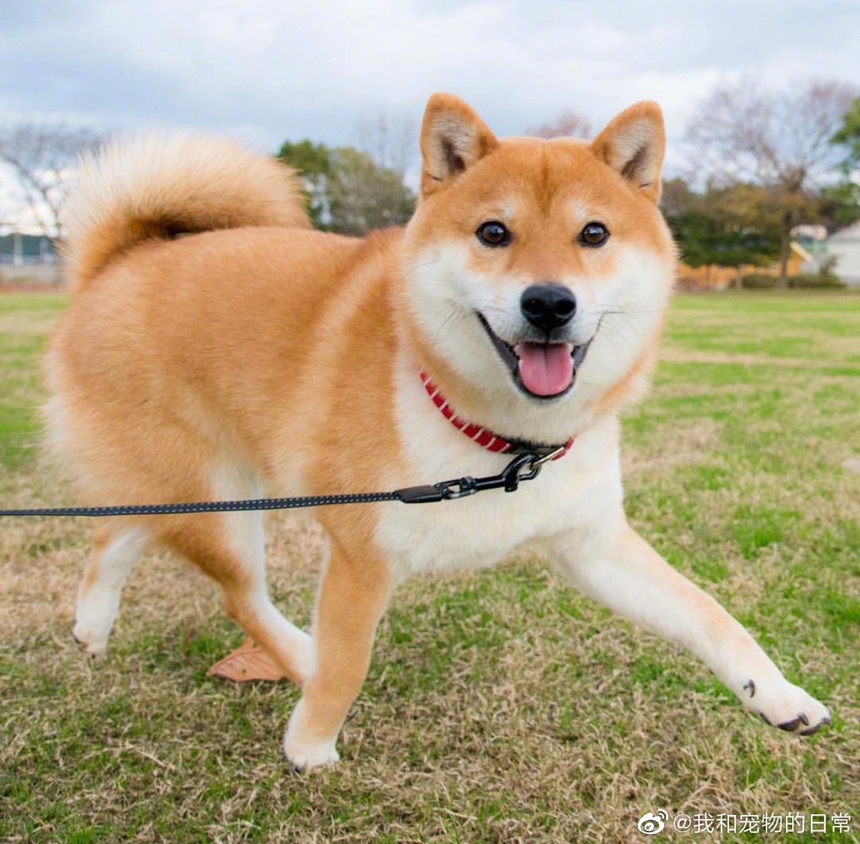 柴狗子开心奔跑着大家怎么看