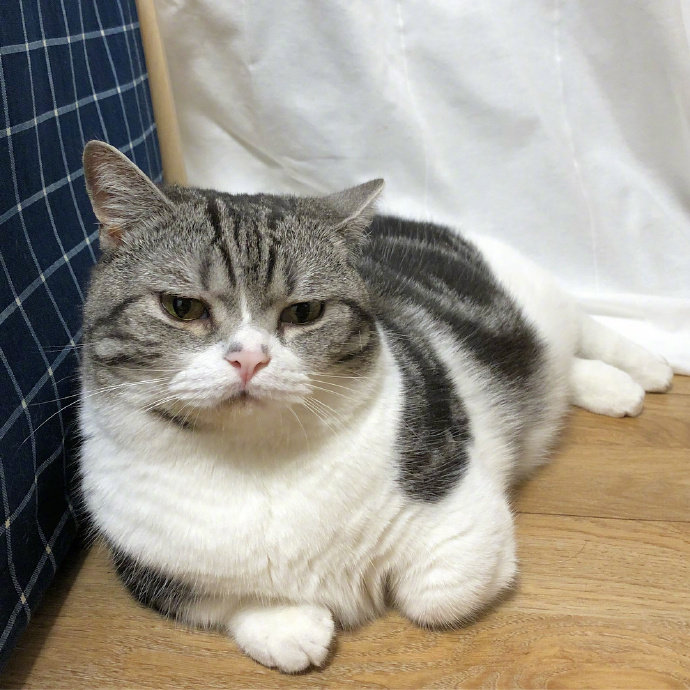 表情如此严肃的猫崽子jrs你们见过吗