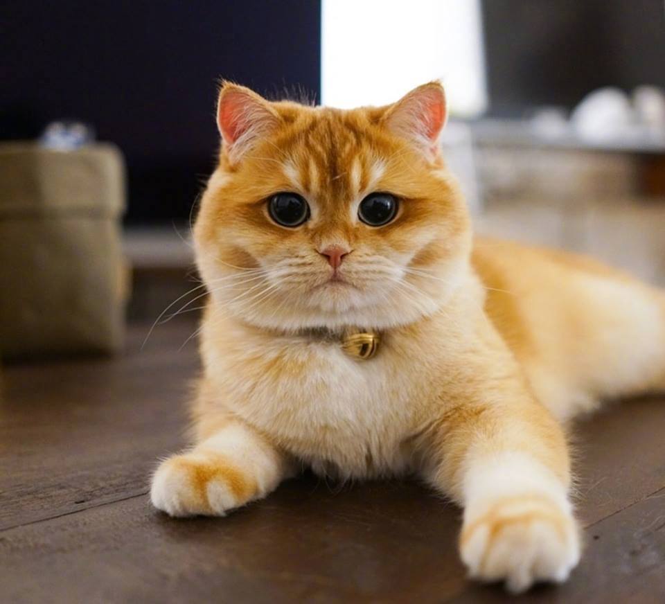 大圆脸的橘猫大家觉得如何