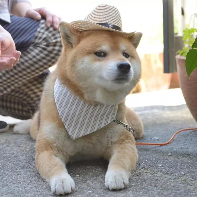 柴犬这波呆萌造型,jrs怎么看