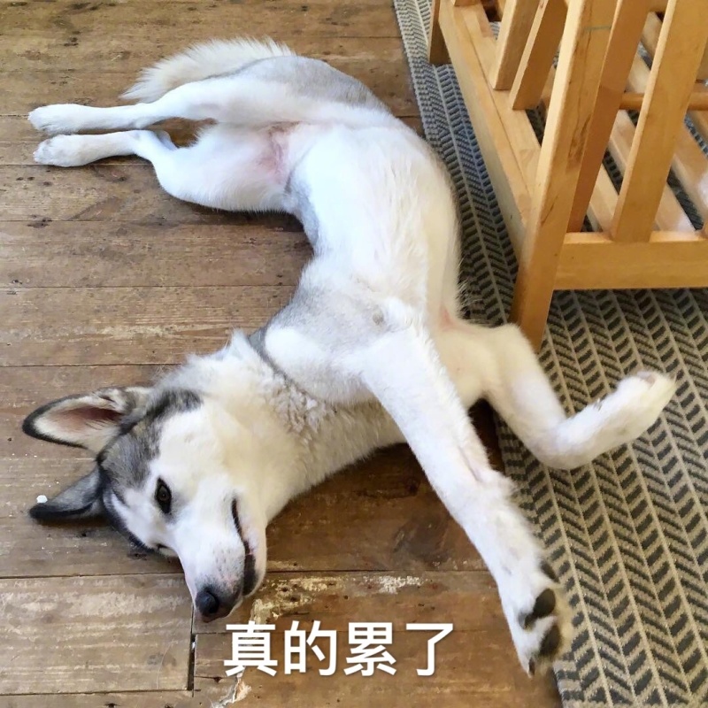 动物界颓废表情包