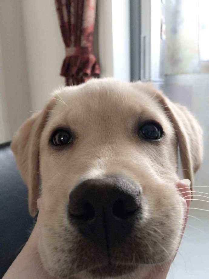 这些狗子在照片里的形象大家怎么看