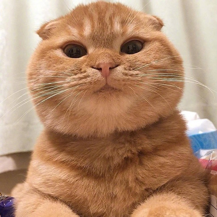 这波喵星人合集,你们喜欢吗?