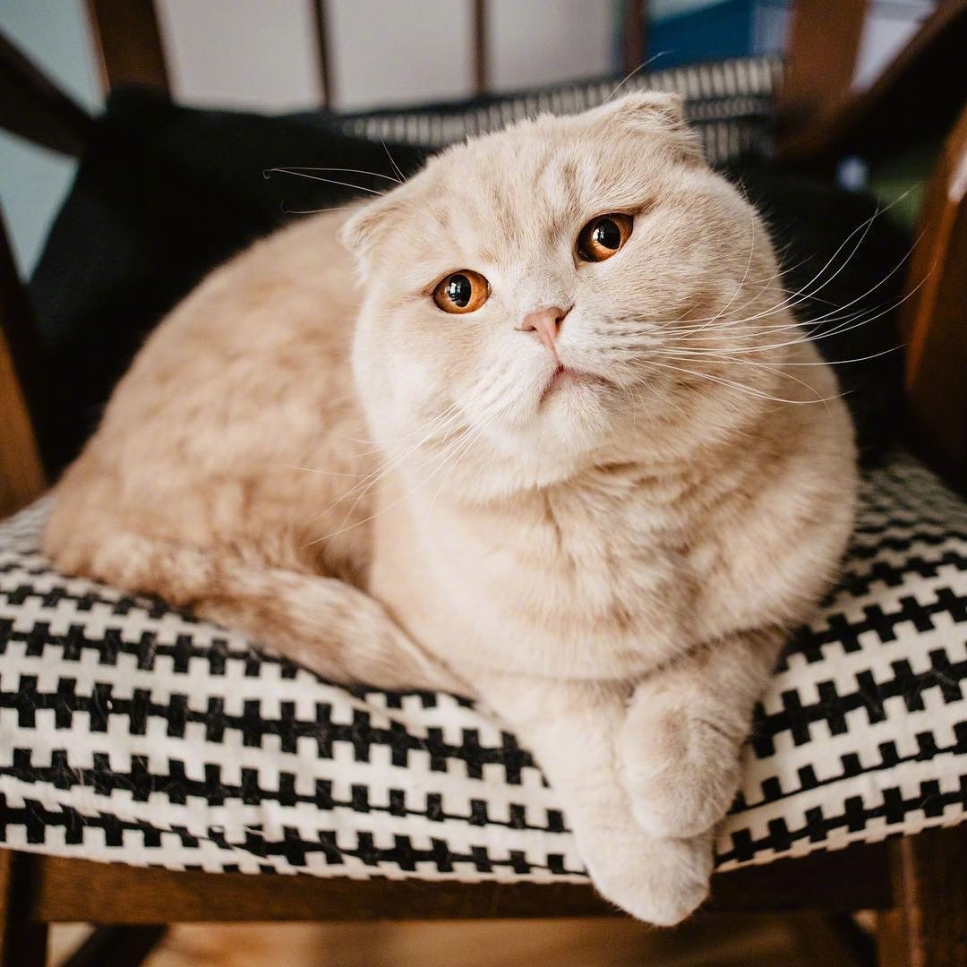 一只颜值橘猫,大家怎么看-动物萌宠区-虎扑社区