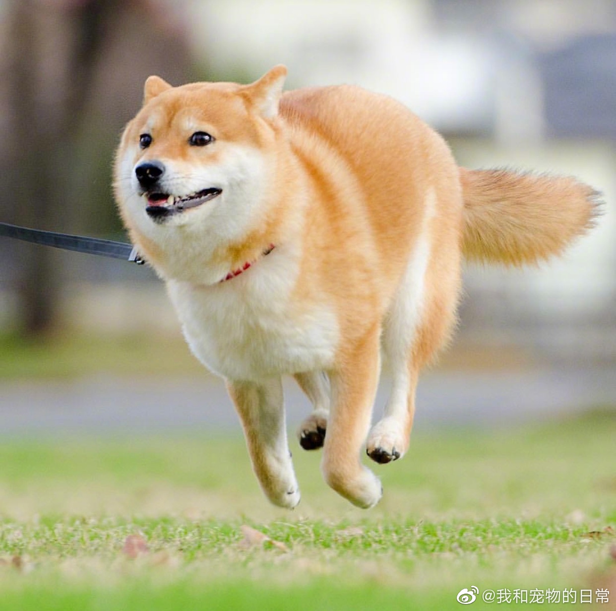 柴狗子开心奔跑着大家怎么看