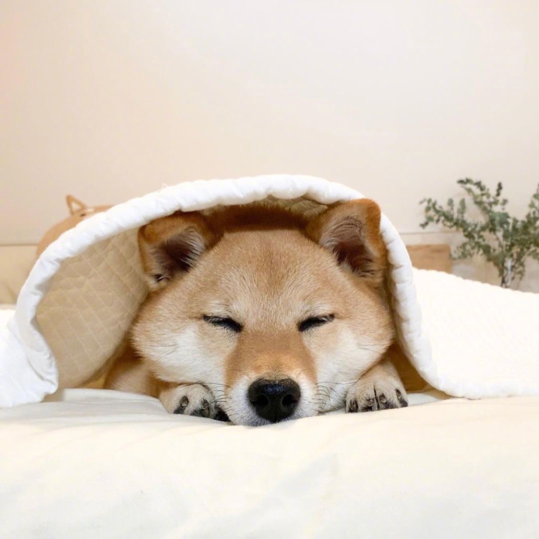 一只懒散的柴犬jrs们想拥有一只吗