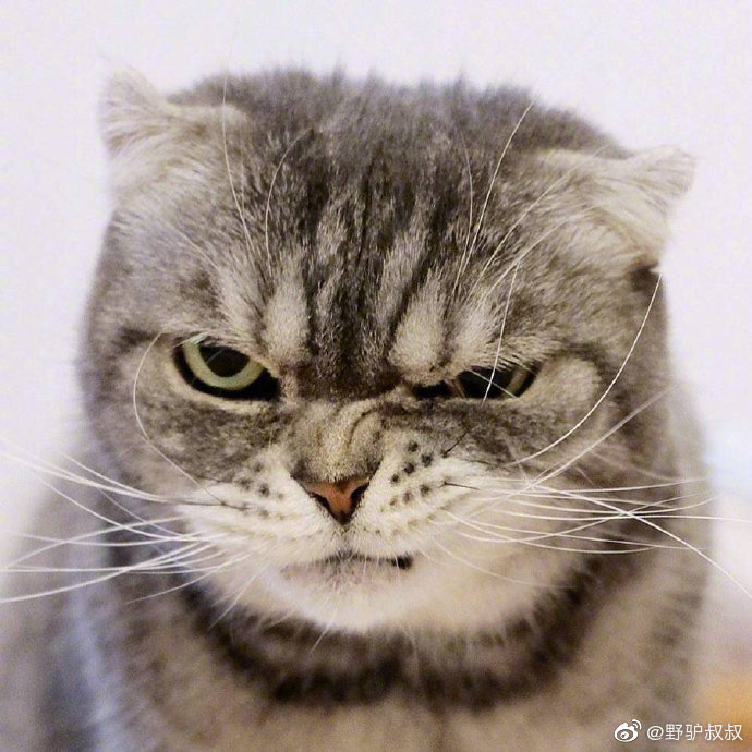 喵狠话不多,眼神自带杀气,这波表情什么水平