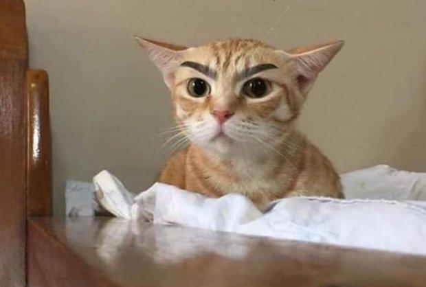 仿佛看到了刚纹完眉的你