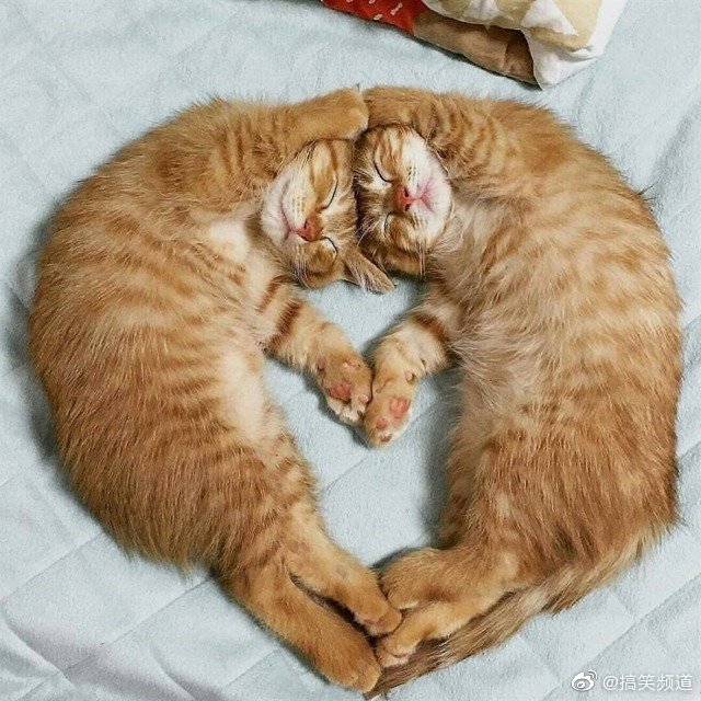 这是我见过最会秀恩爱的猫zt