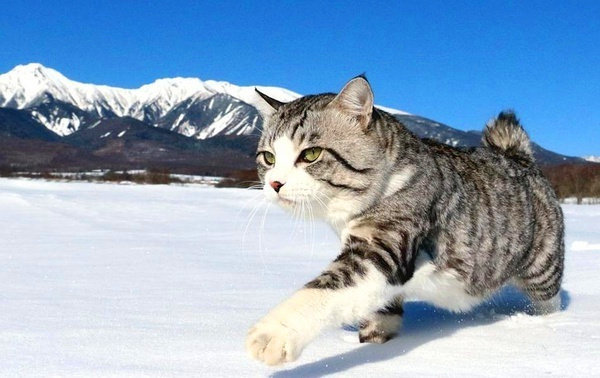 一只猫仔迈出豪迈的姿态