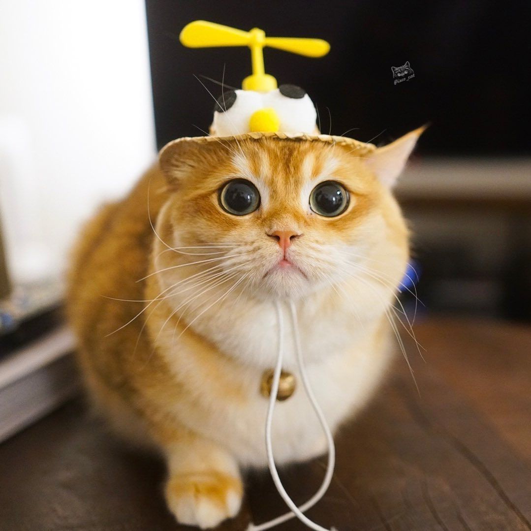 圆脸猫真的是可爱到为所欲为啊