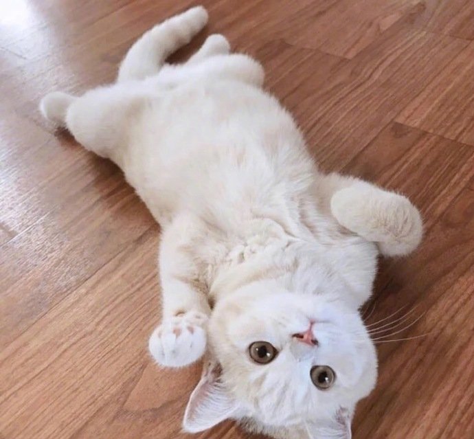 这才是猛男该养的动物