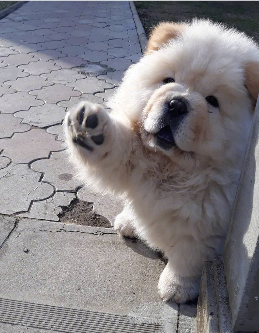 这只毛茸茸的狗子什么水平