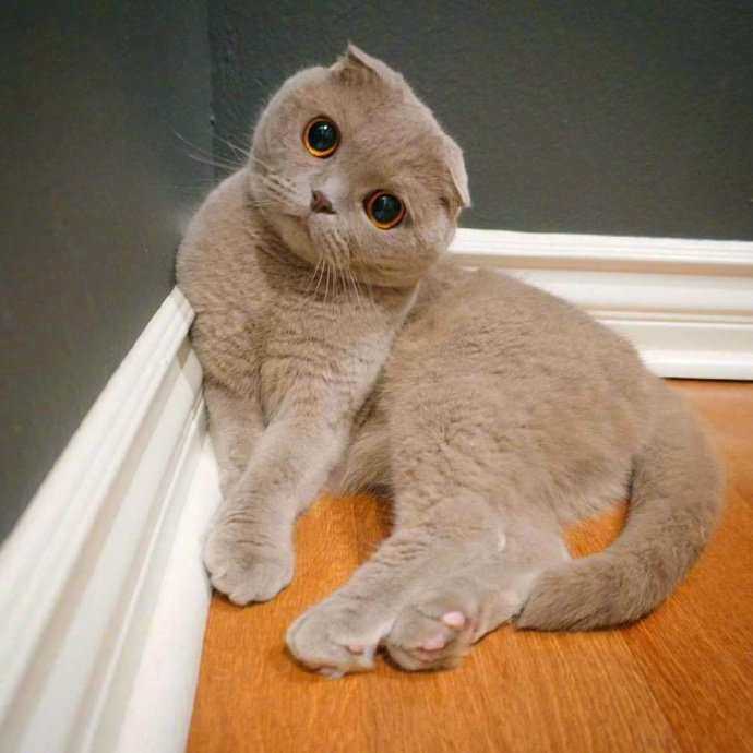 来自小灰猫的歪头,可爱么