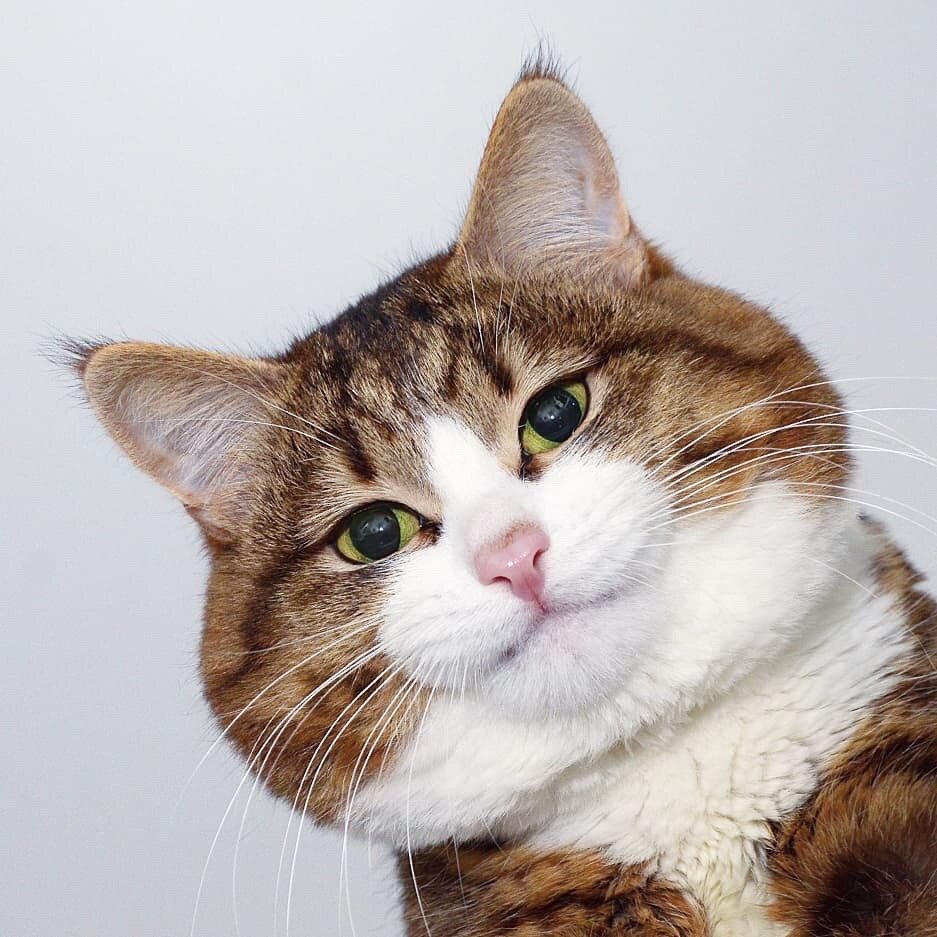 表情猫大家喜欢吗