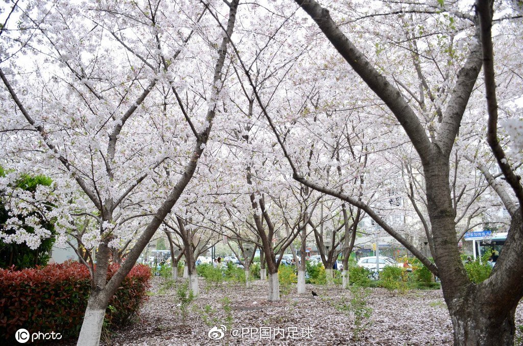 今日份虹口足球场,樱花绽放