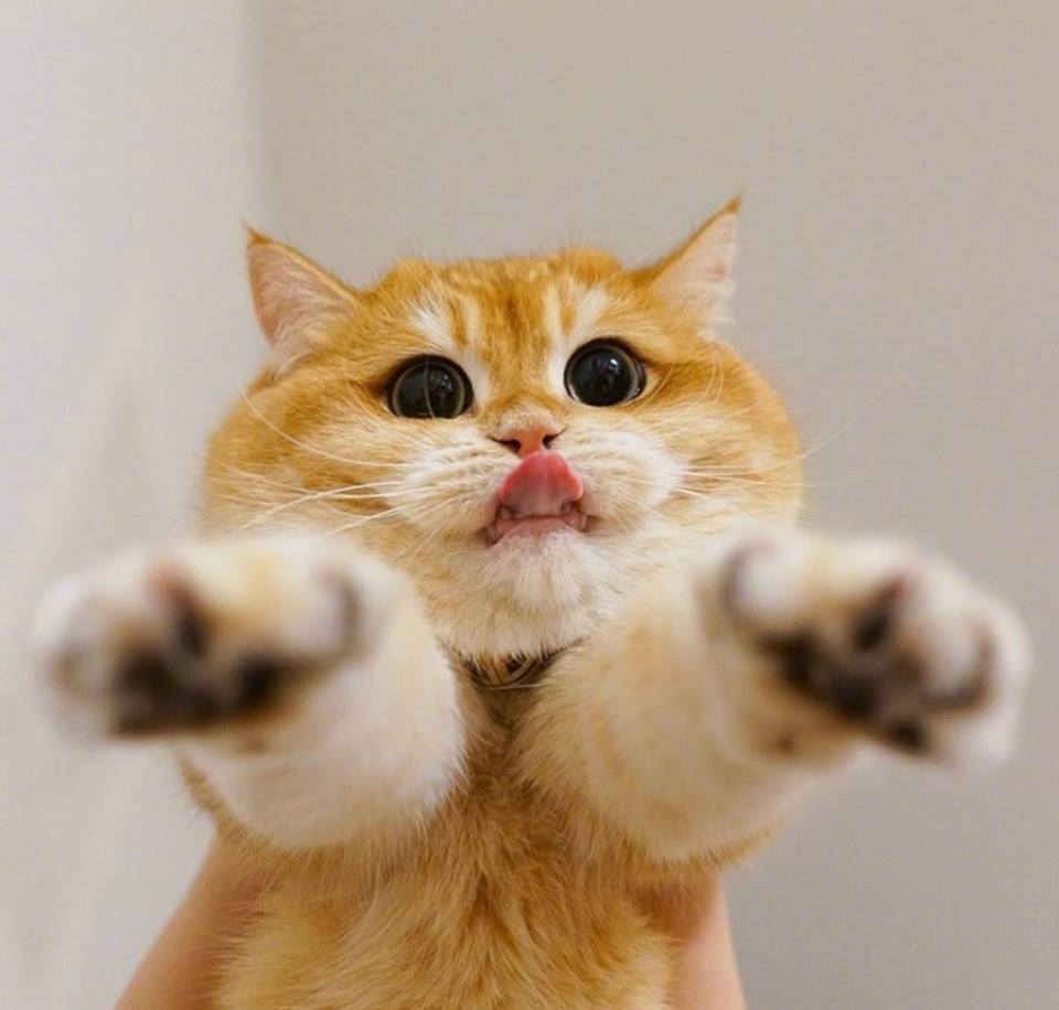 大圆脸的橘猫,大家觉得如何-动物萌宠区-虎扑社区