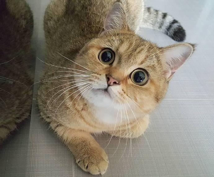 大圆脸大圆眼这猫怎么样