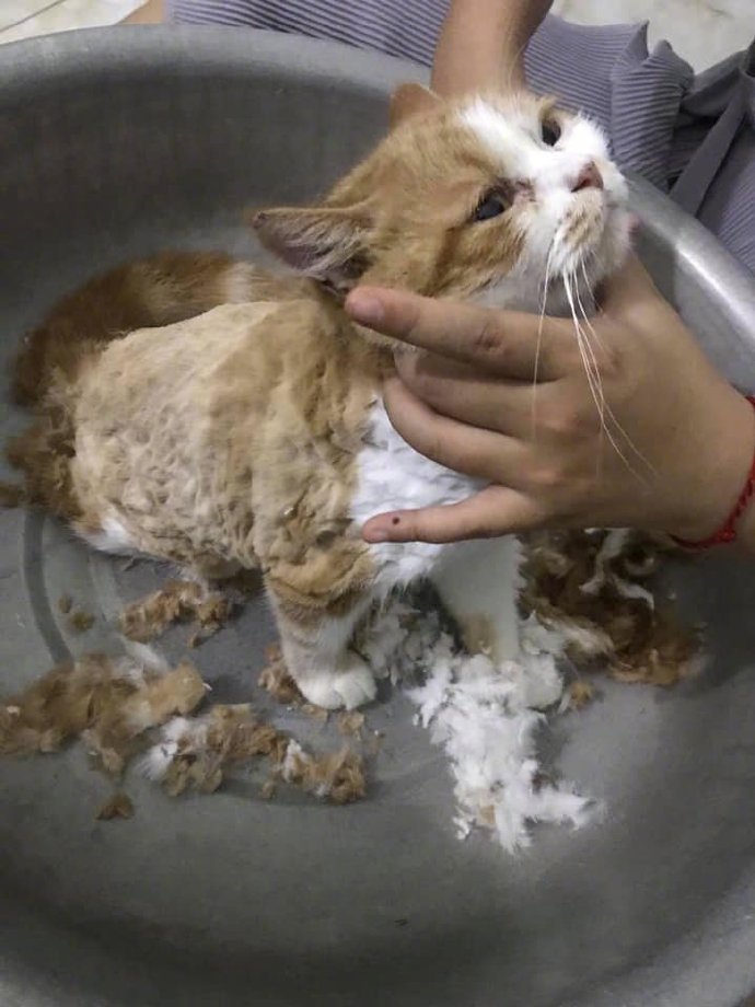 主人亲自动手给猫剪毛什么水平