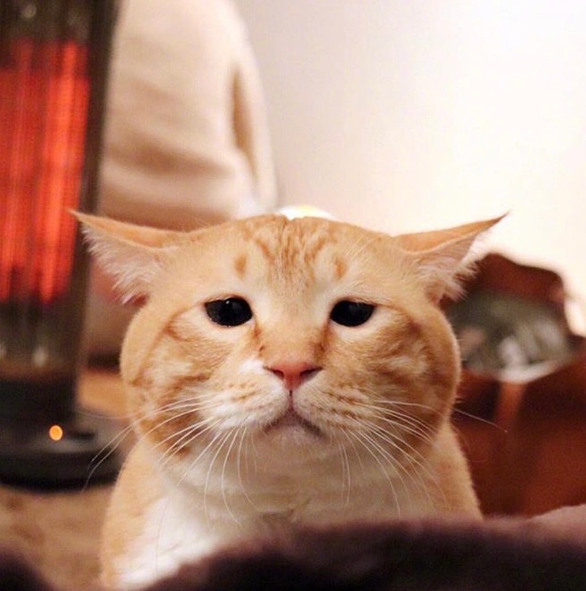 满脸写着不开心的猫这表情jrs怎么看