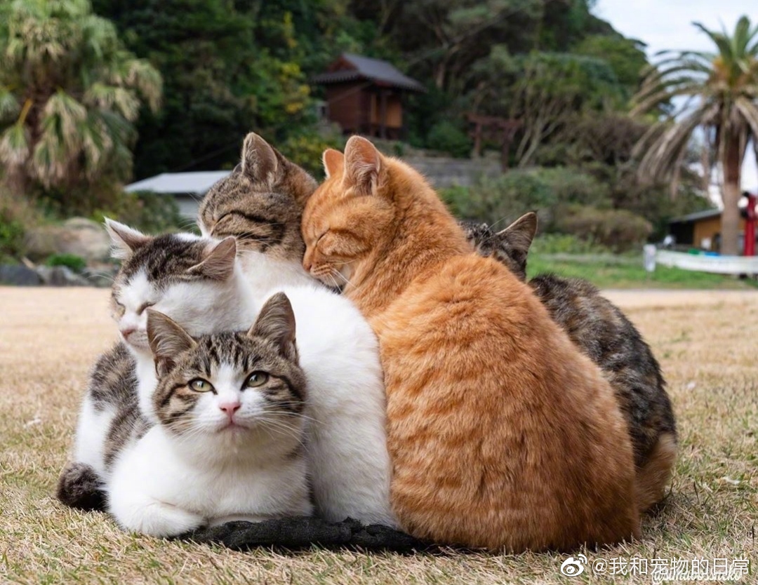 成群结队的猫仔大家怎么看