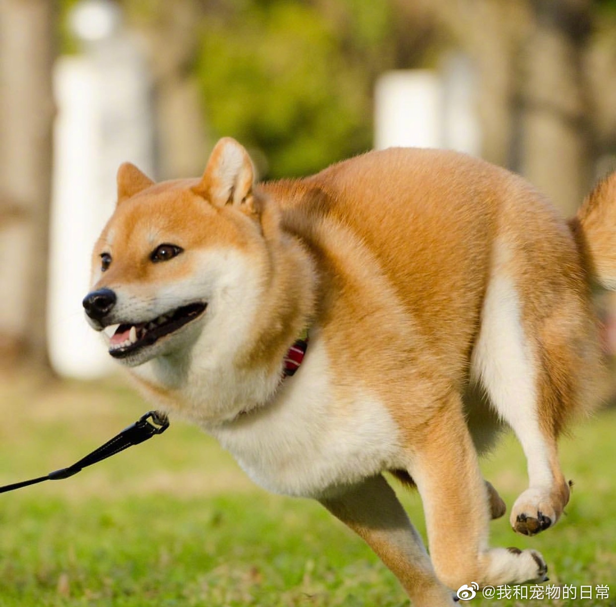柴狗子开心奔跑着大家怎么看