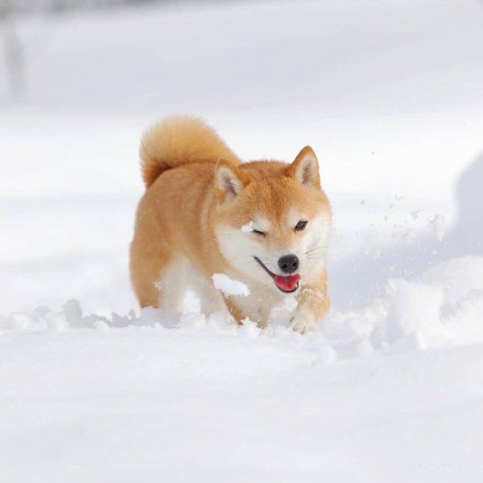 一只在雪地里玩耍的柴犬治愈系了