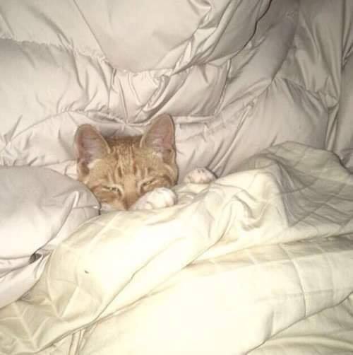 这波躲在被窝里睡觉的猫什么水平