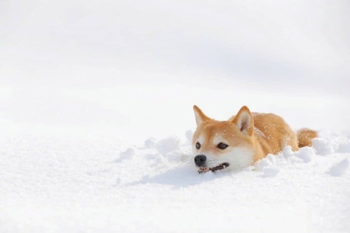 一只在雪地里玩耍的柴犬治愈系了