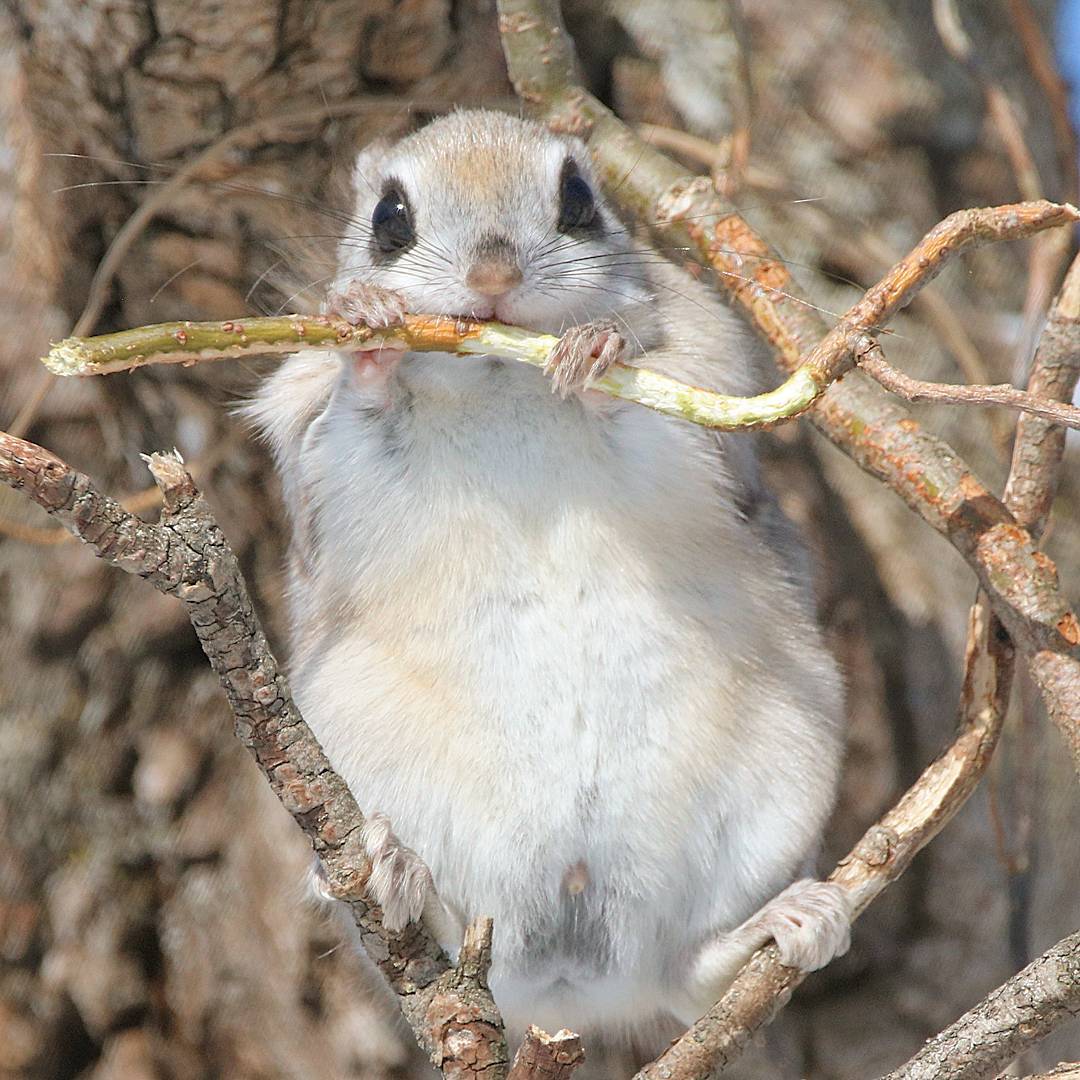 俄罗斯飞鼠,眼睛大而醒目,被毛的翼膜展开时可以在相距百米的树木之间