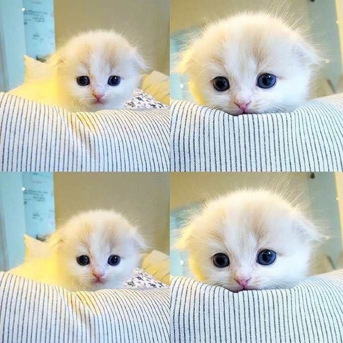 小奶猫简直是世界瑰宝来吸猫辣