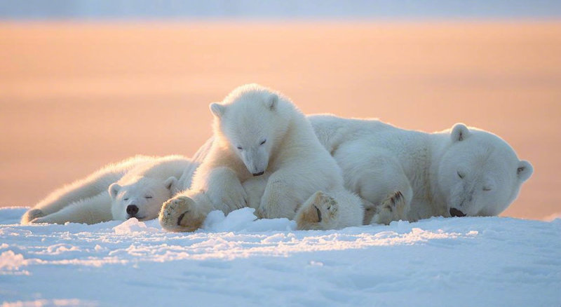 超温馨的北极熊一家三口_虎扑