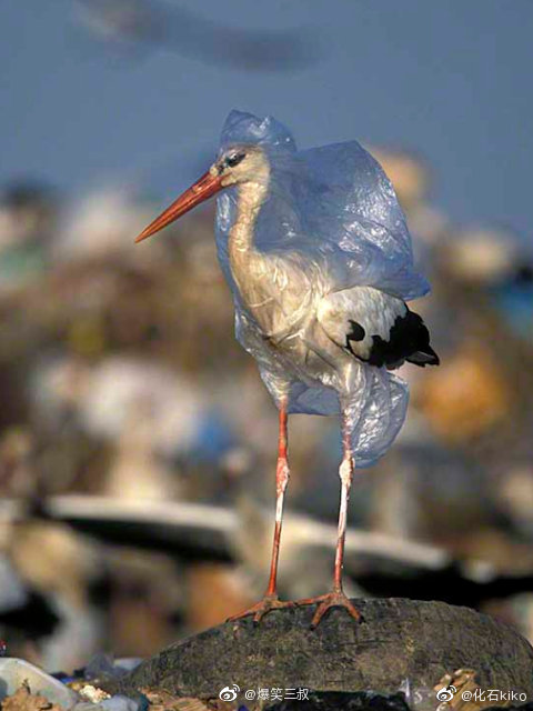 这些动物,被污染所烦恼着 zt