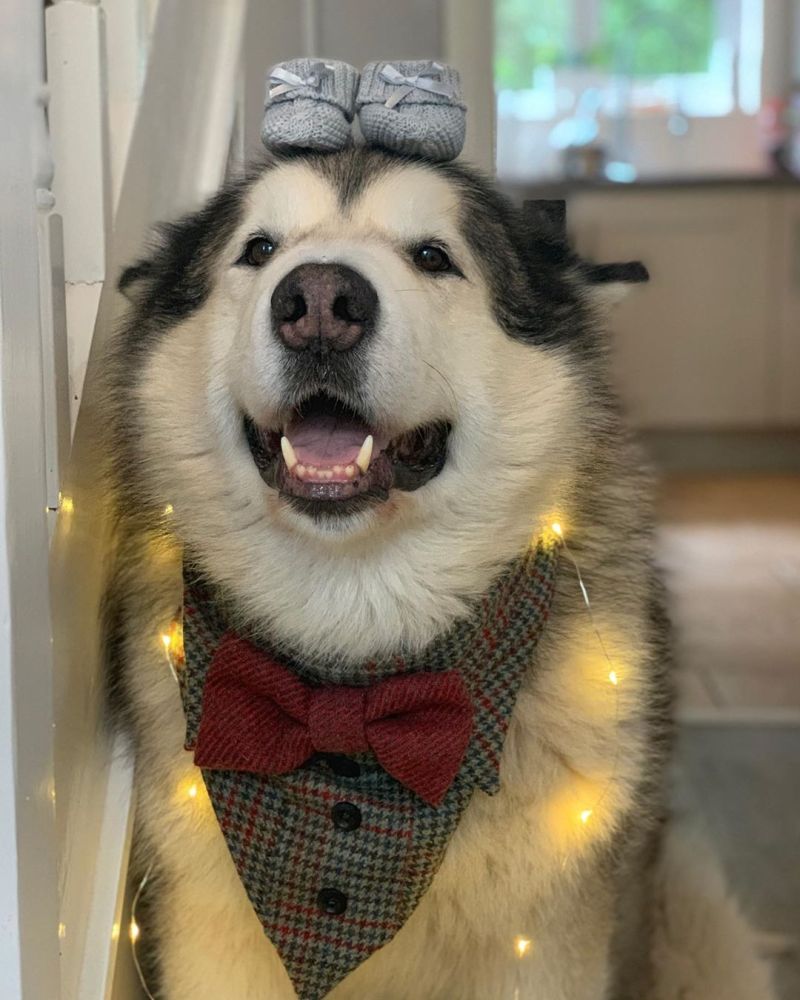 阿拉斯加ig:life with malamutes,会笑的阿拉斯加什么水平 zt