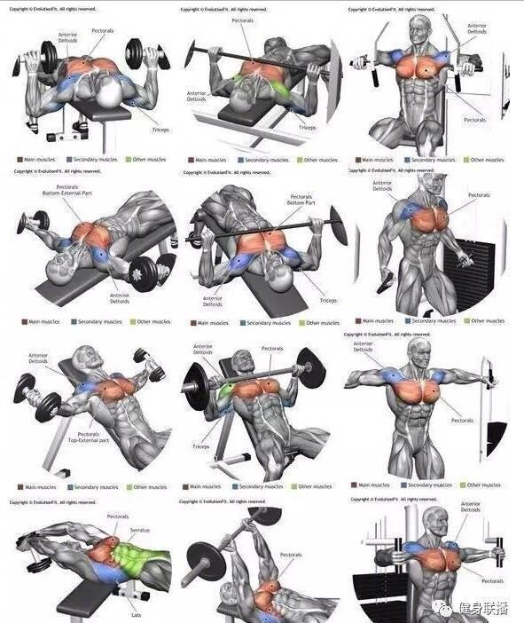 全身肌肉训练图谱告诉你,各部位肌肉该