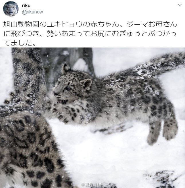 旅游 北海道旭川市旭山动物园 扑向妈妈的雪豹宝宝扑得太猛 一脸撞在了pp上 Zt 虎扑