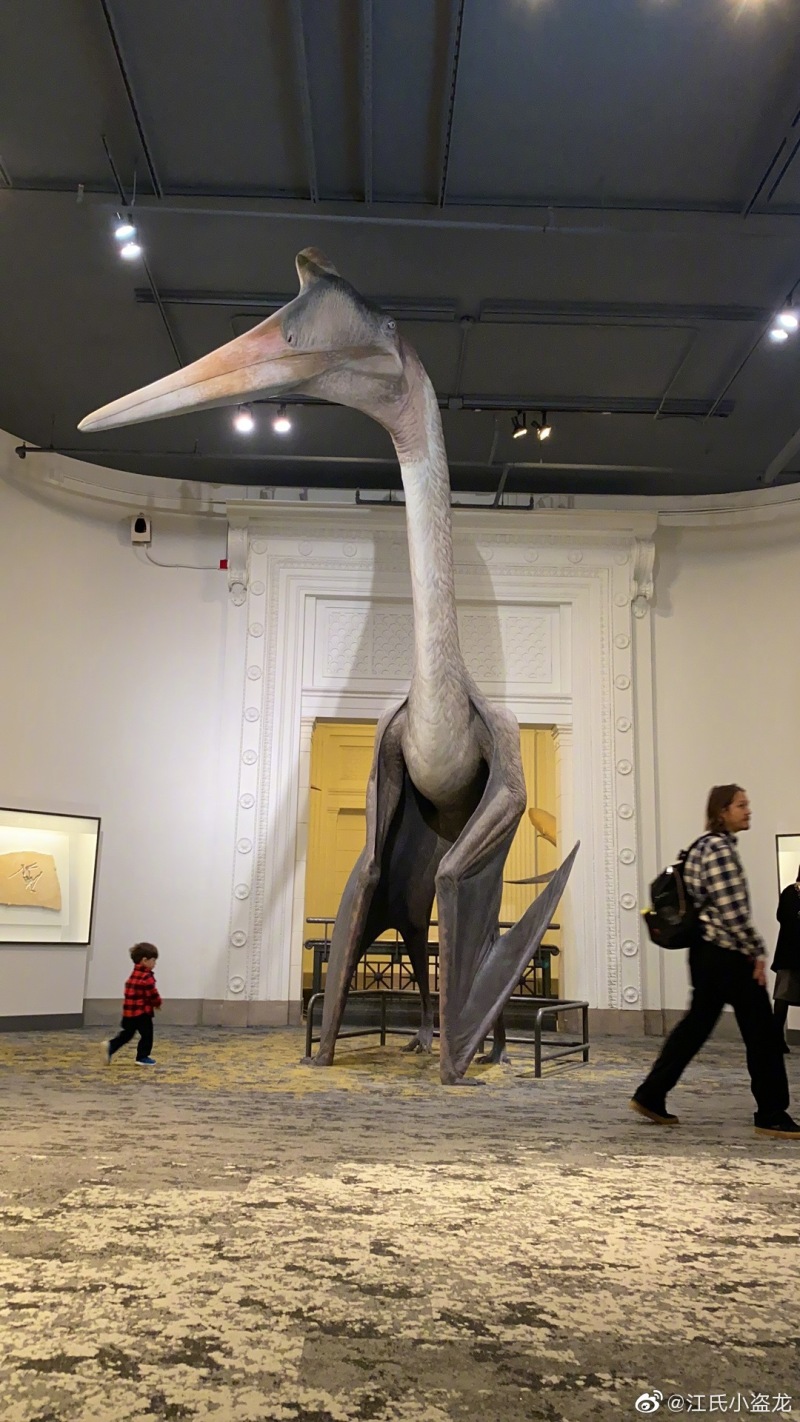 古生物芝加哥菲尔德自然历史博物馆中的风神翼龙模型,1:1的哦!
